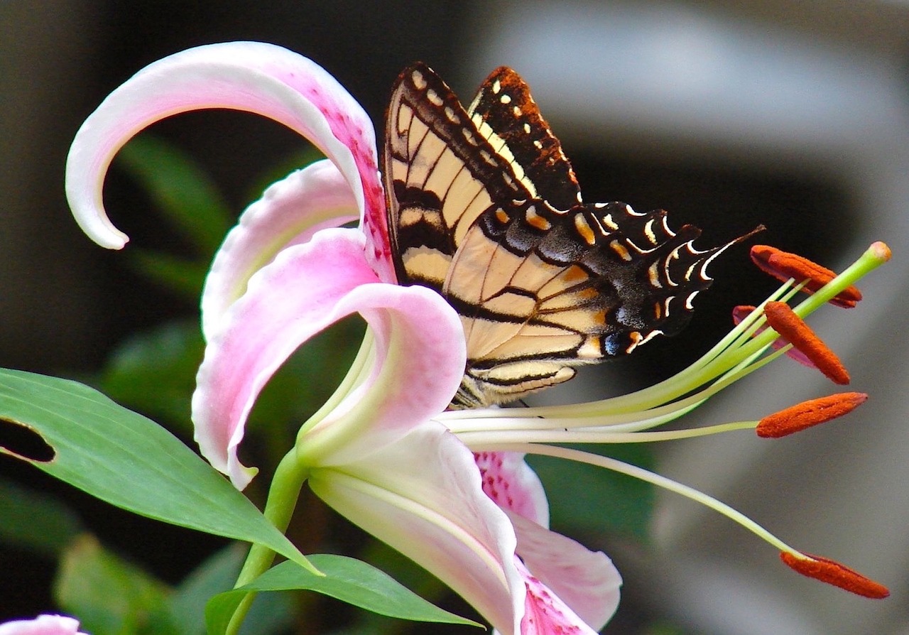 lily  flower  nature free photo