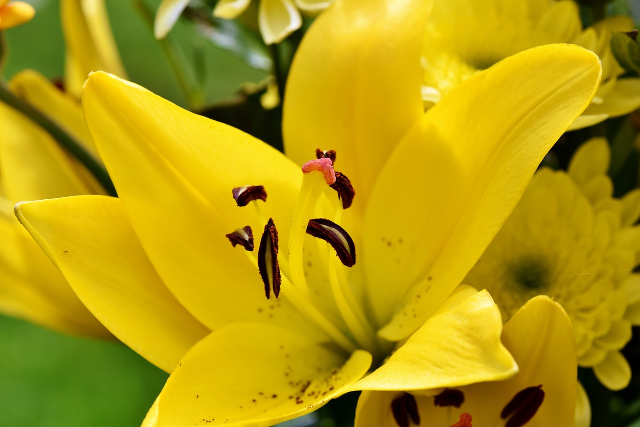 lily  blossom  bloom free photo