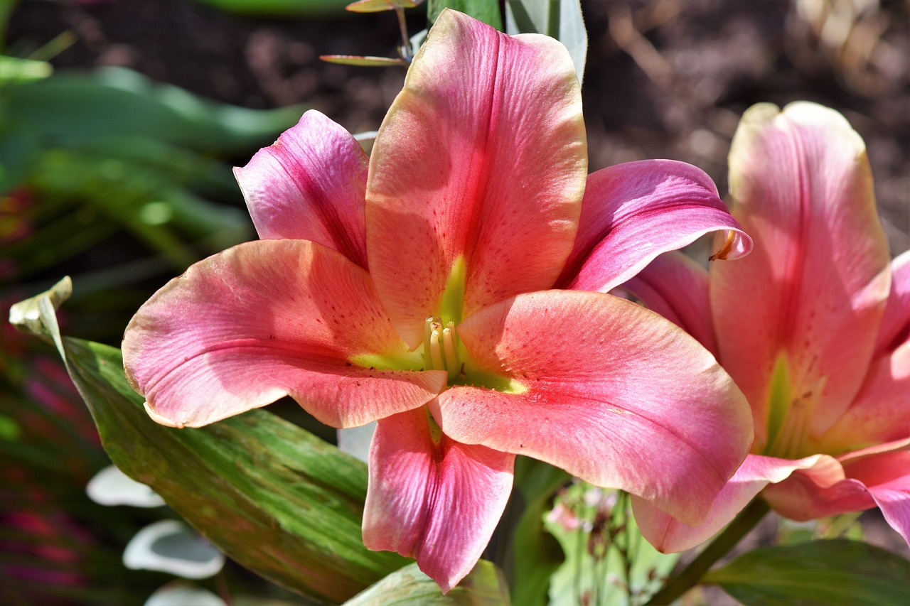 lily  flower  blossom free photo