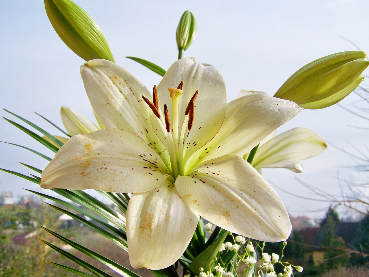 lily  white flower free pictures free photo