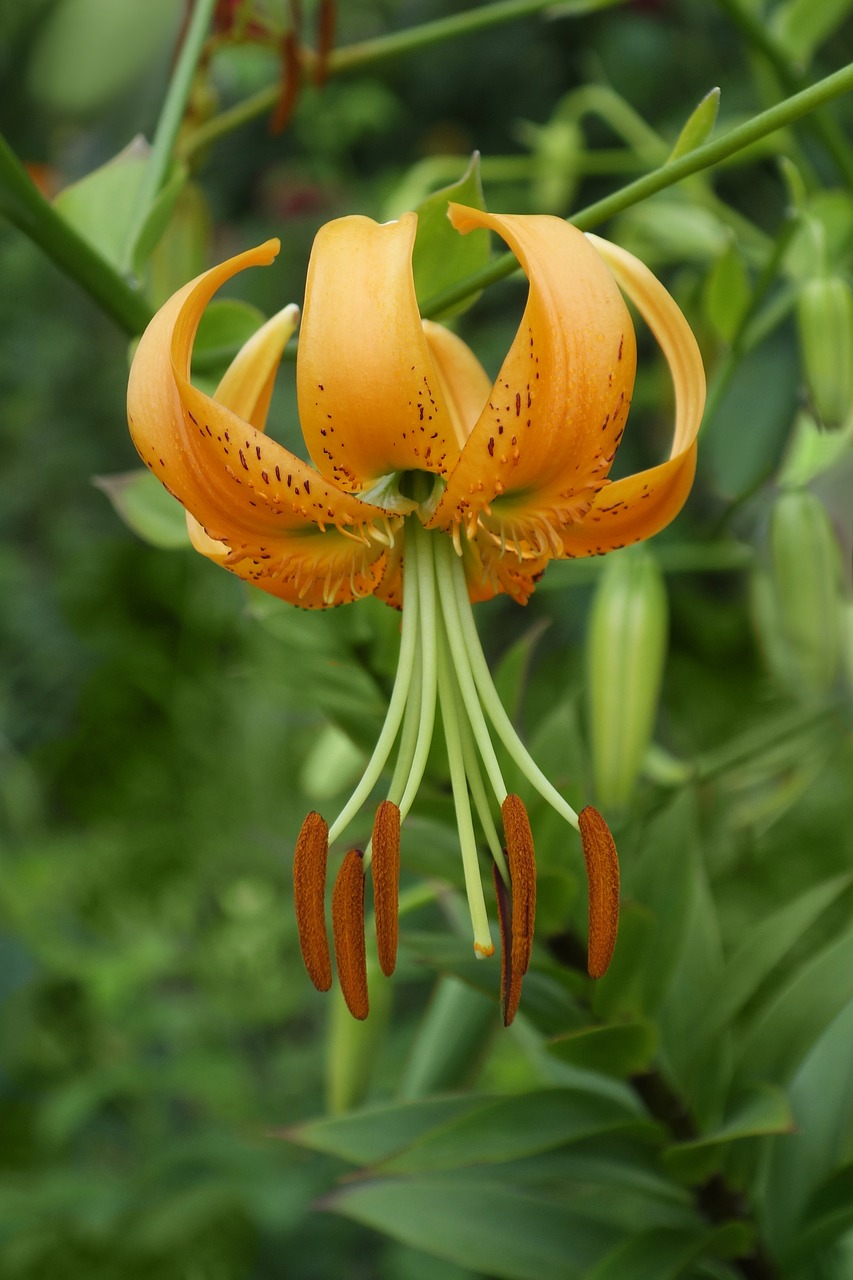 lily  flower  garden free photo