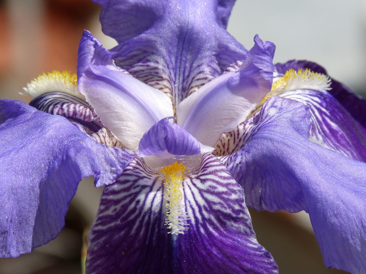 lily  detail  petals free photo