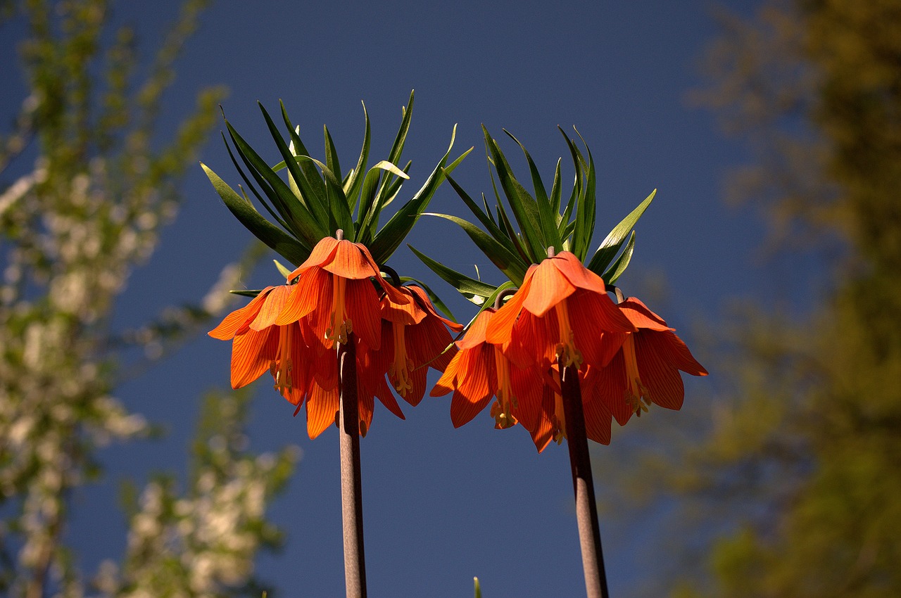 lily  orange  flower free photo