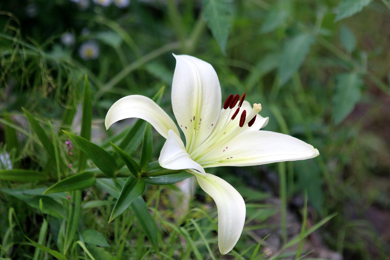 lily  white  nature free photo