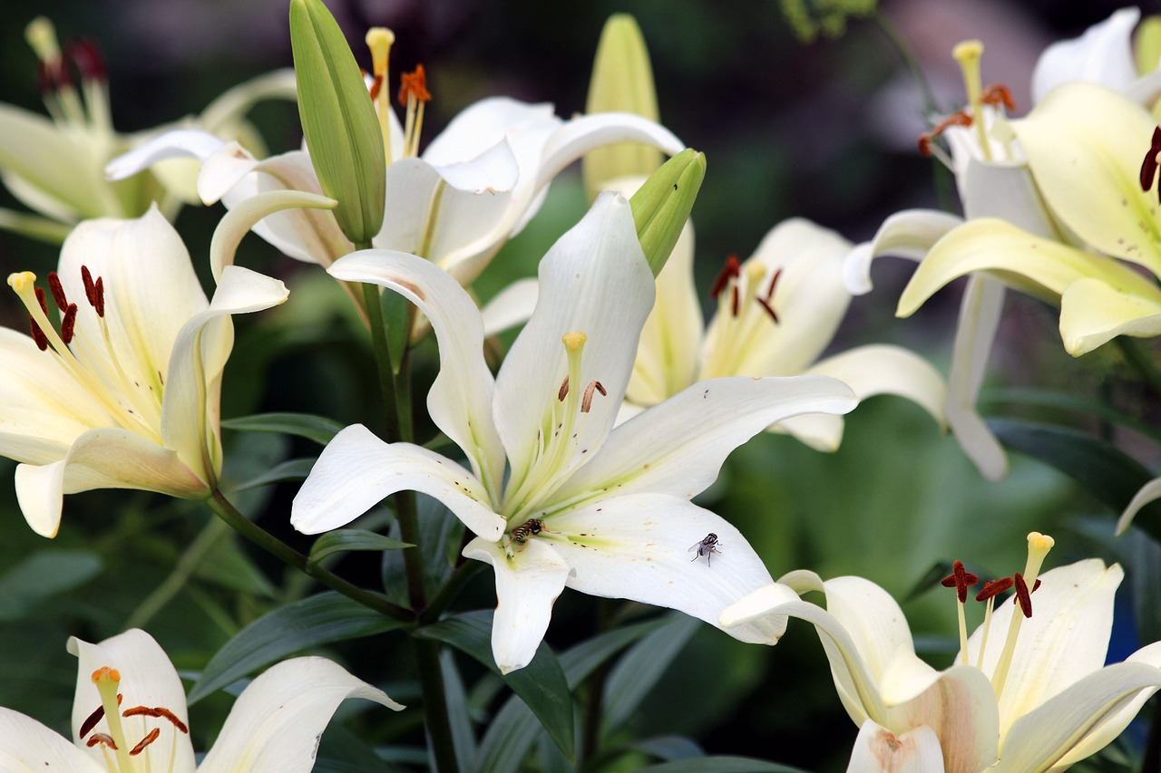 lily  white lilies  flowers free photo