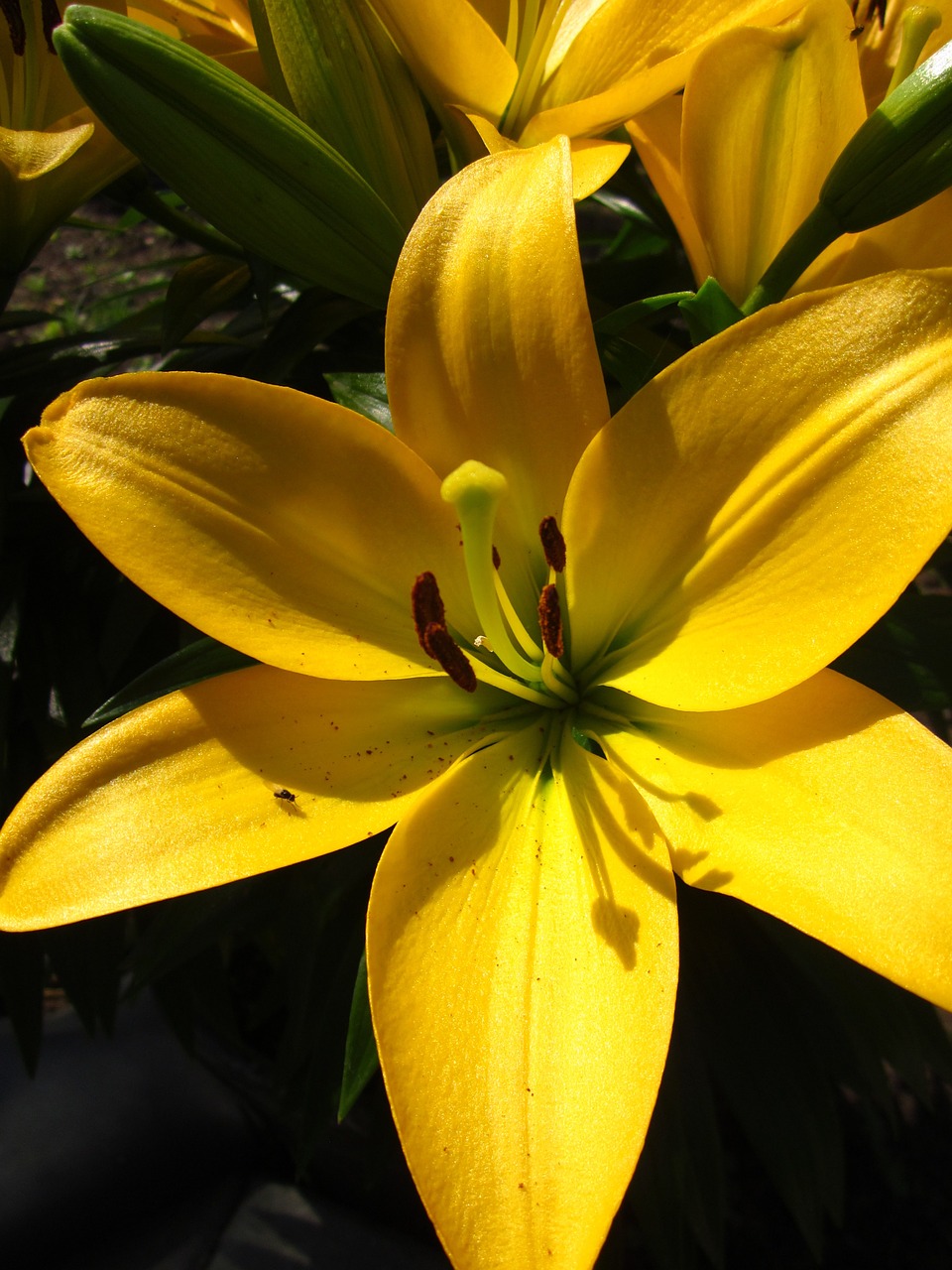 lily flower floral free photo