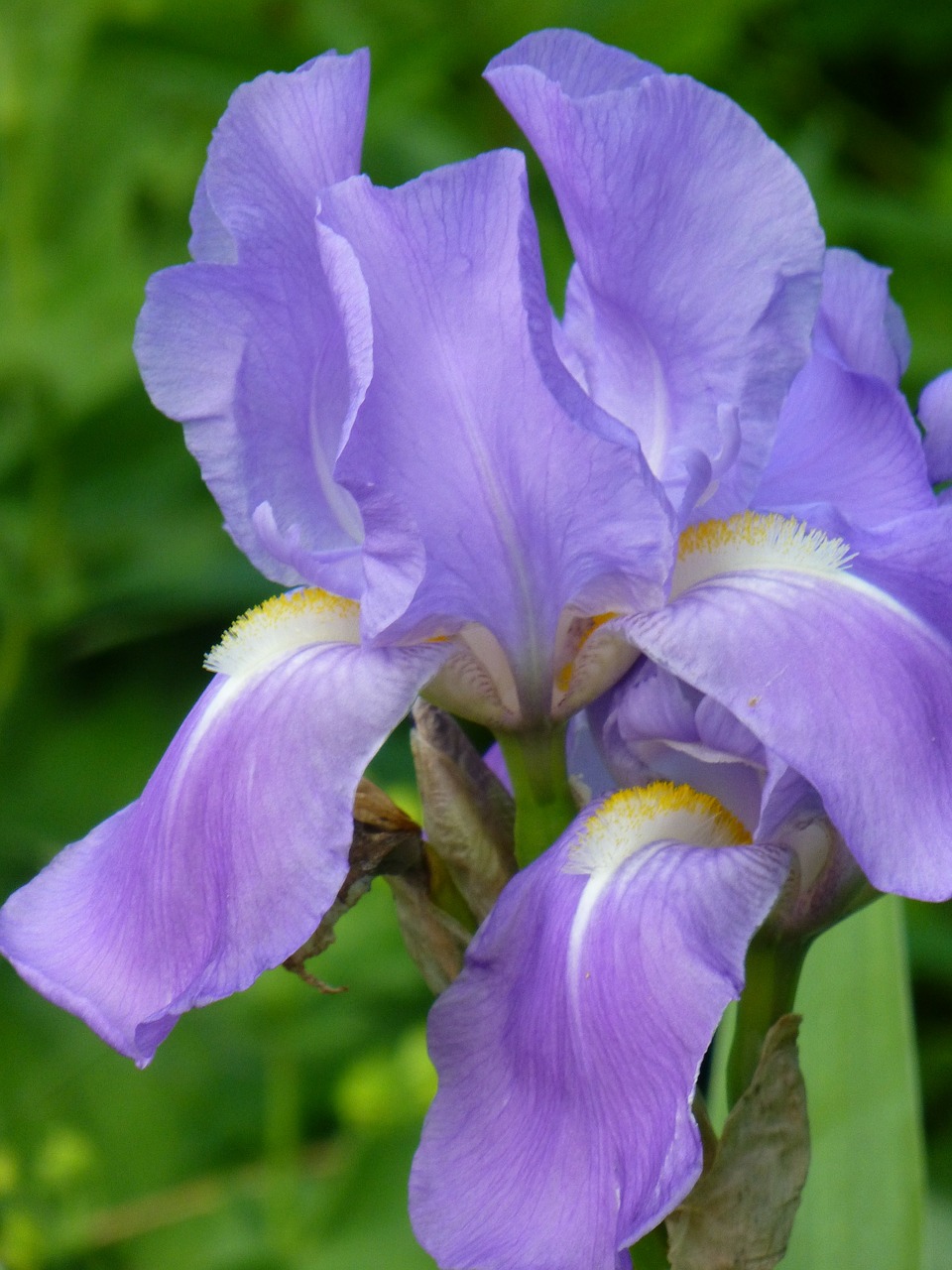 lily iris purple free photo