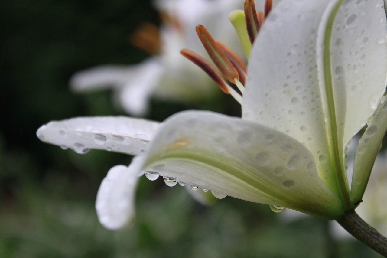 lily  flowers  plants free photo