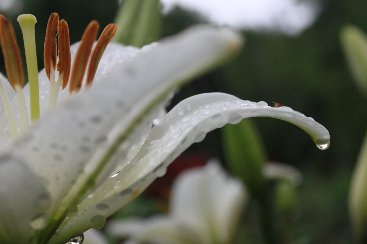 lily  flowers  plants free photo