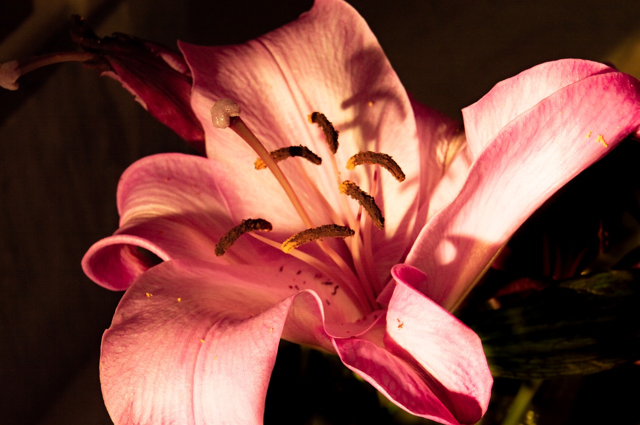 lily  pink lily  flower free photo