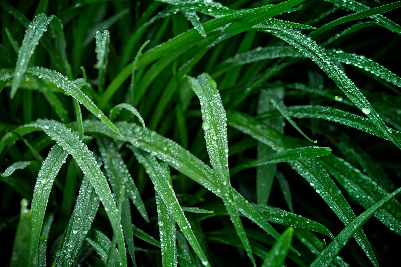 lily  foliage  leaves free photo