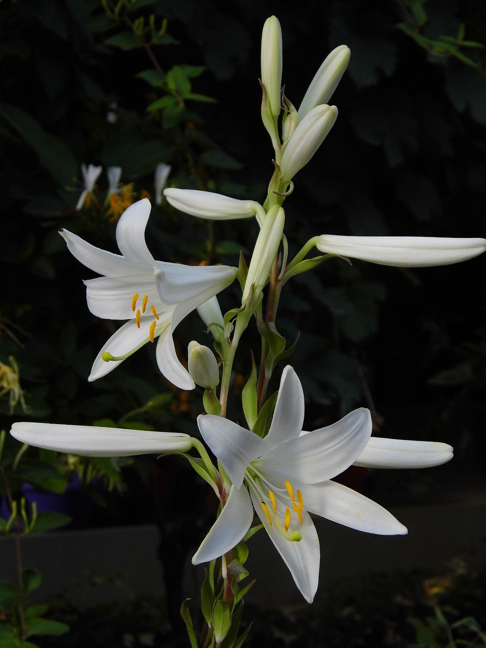 lily  lilium  flower free photo