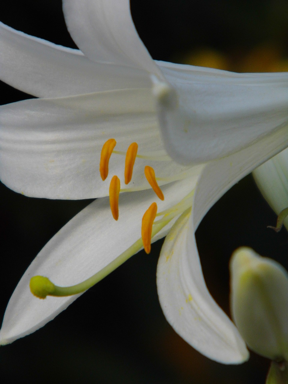 lily  lilium  flower free photo