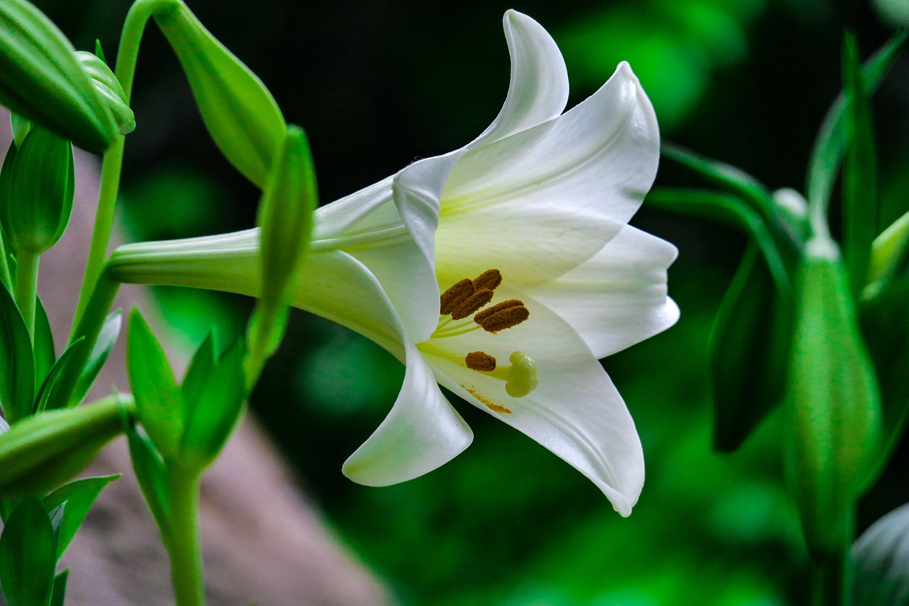 lily  plant  flower free photo