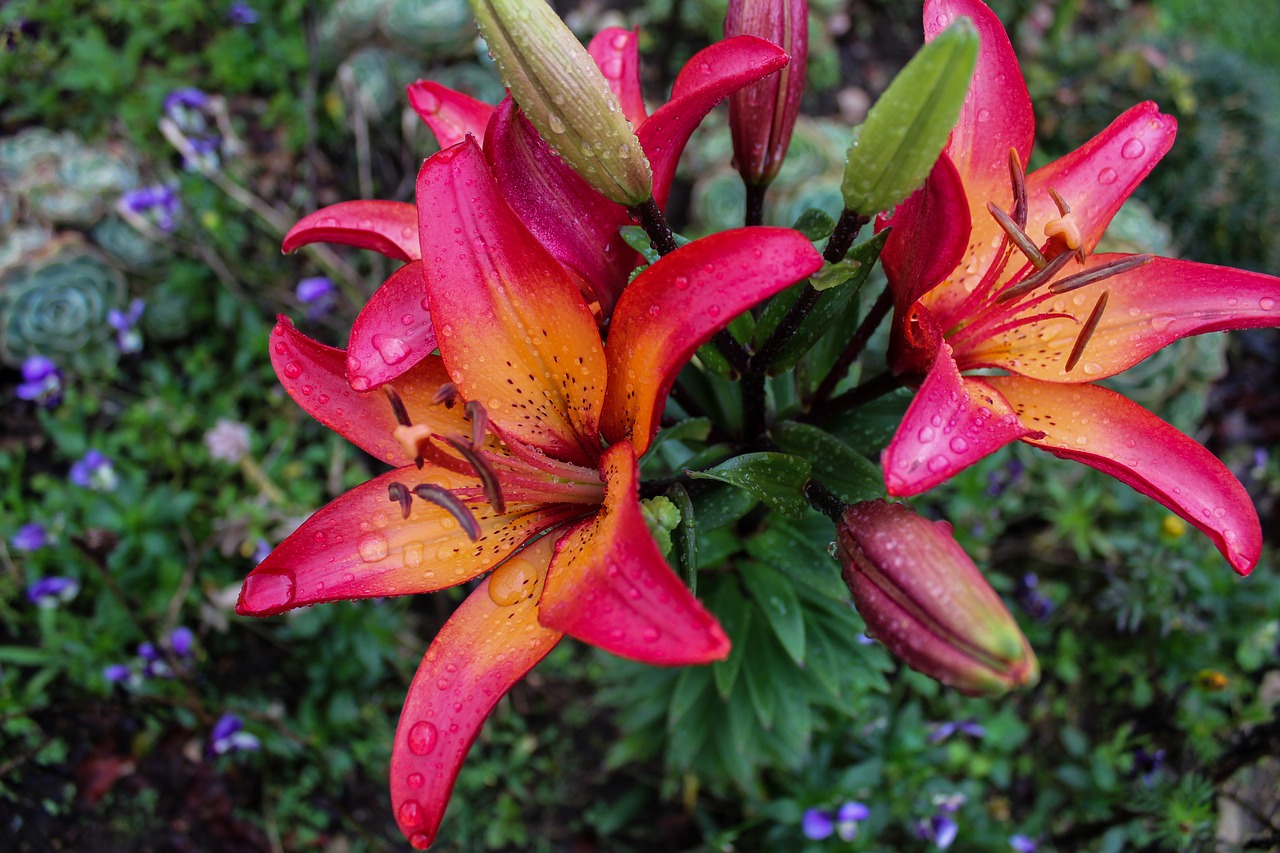 lily  flower  field free photo