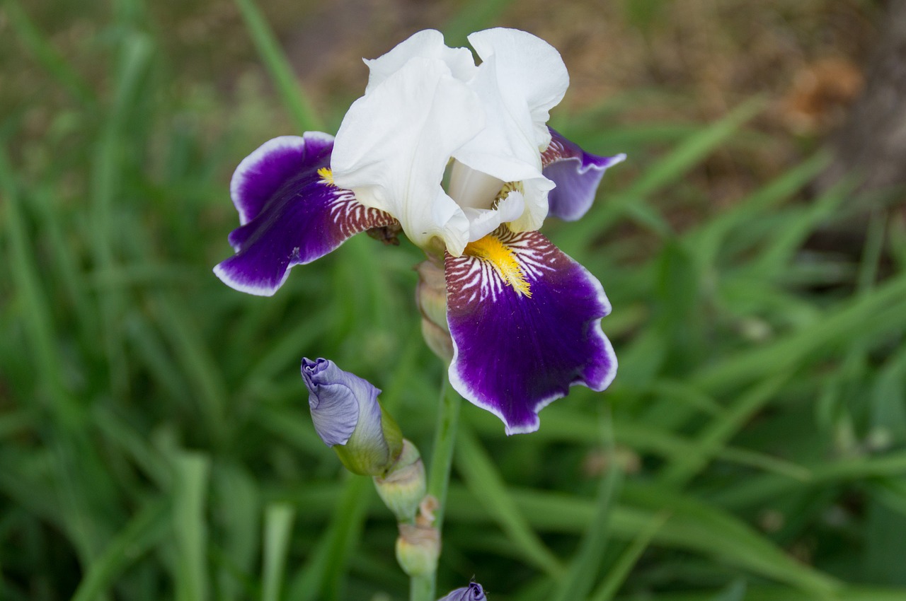 lily  flower  blossom free photo