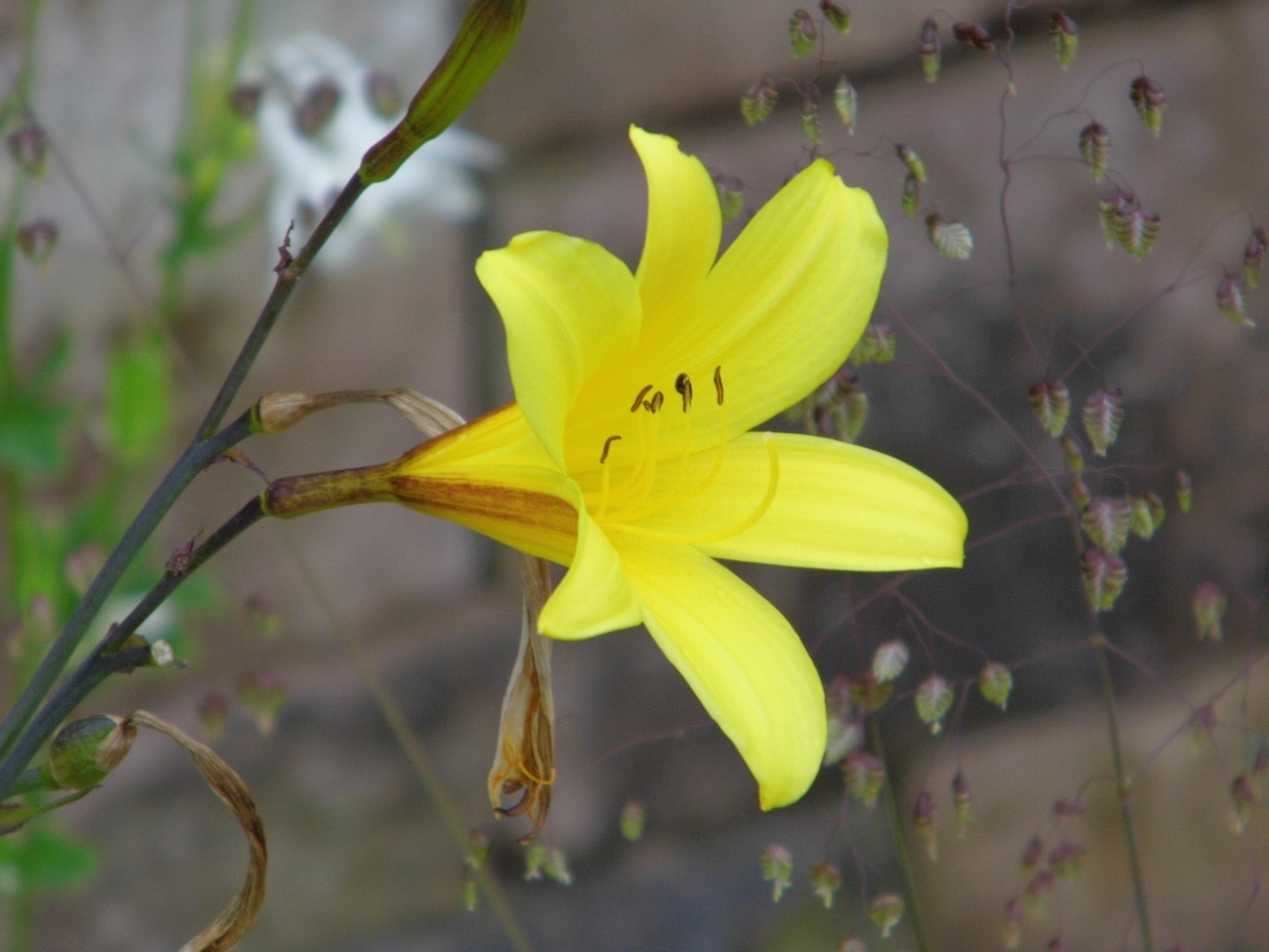 lily  yellow flower  yellow lilies free photo