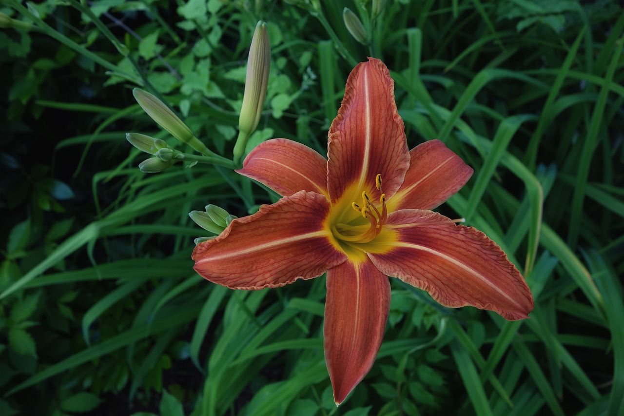 lily  blossom  bloom free photo