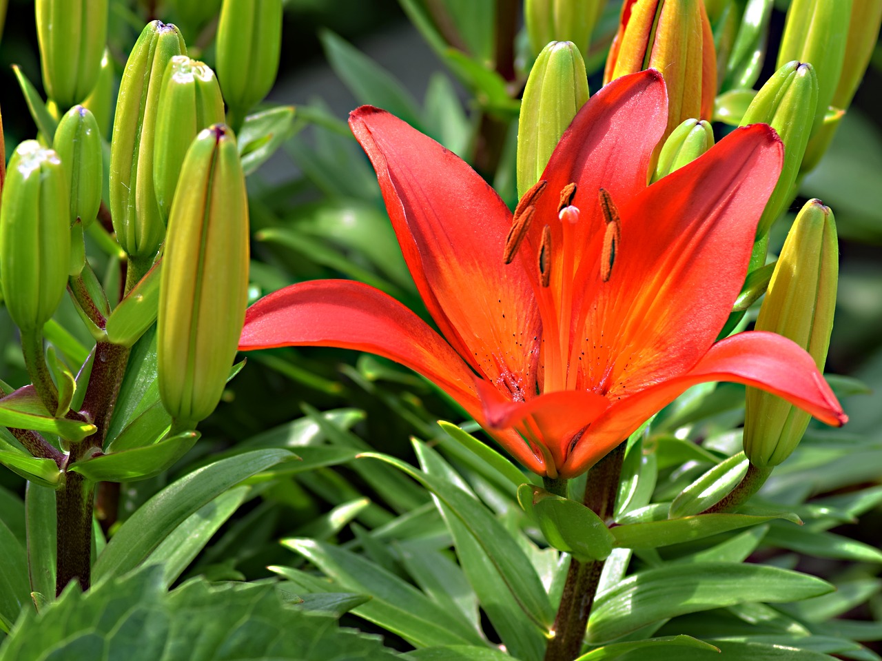 lily  garden flower  flower free photo