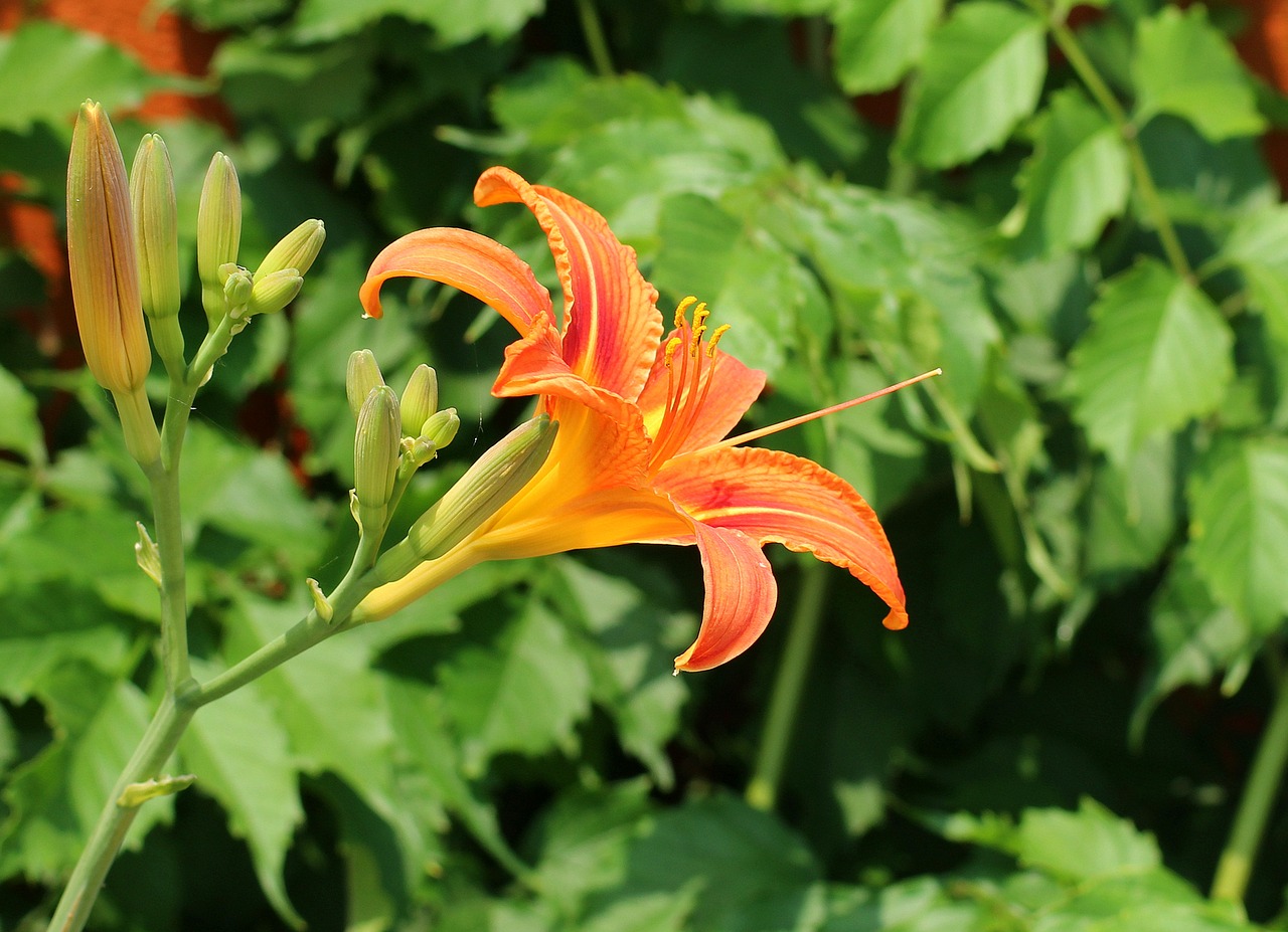 lily  lily garden  flower free photo