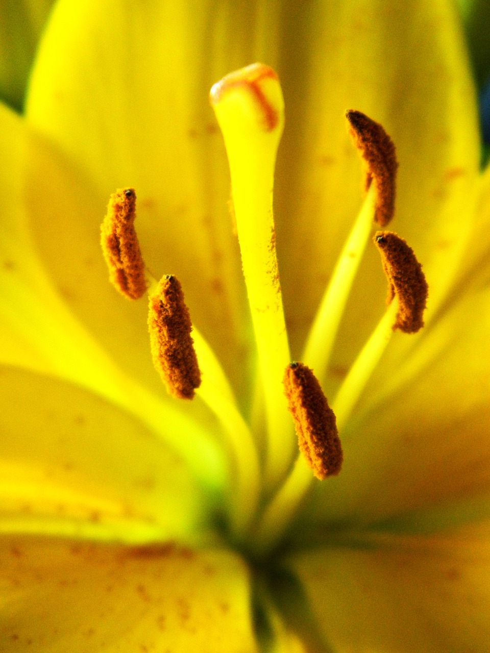 lily  blossom  bloom free photo