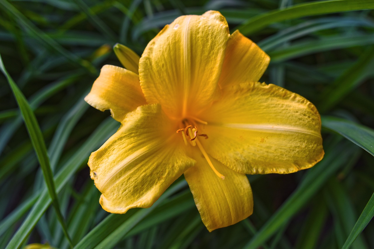 lily  flower  plant free photo