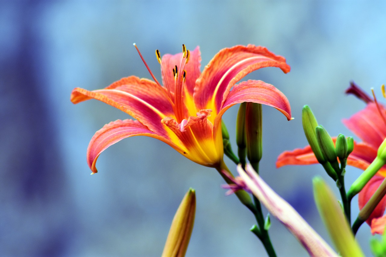 lily  flower  yellow free photo