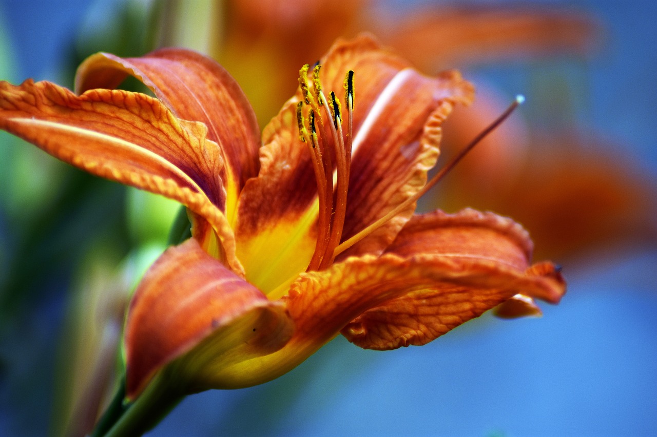 lily  flower  garden free photo