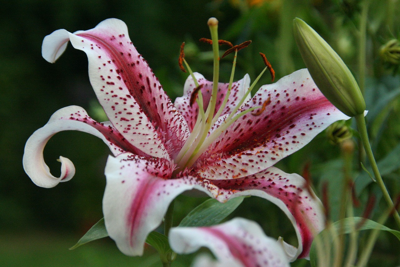 lily  garden  flower free photo