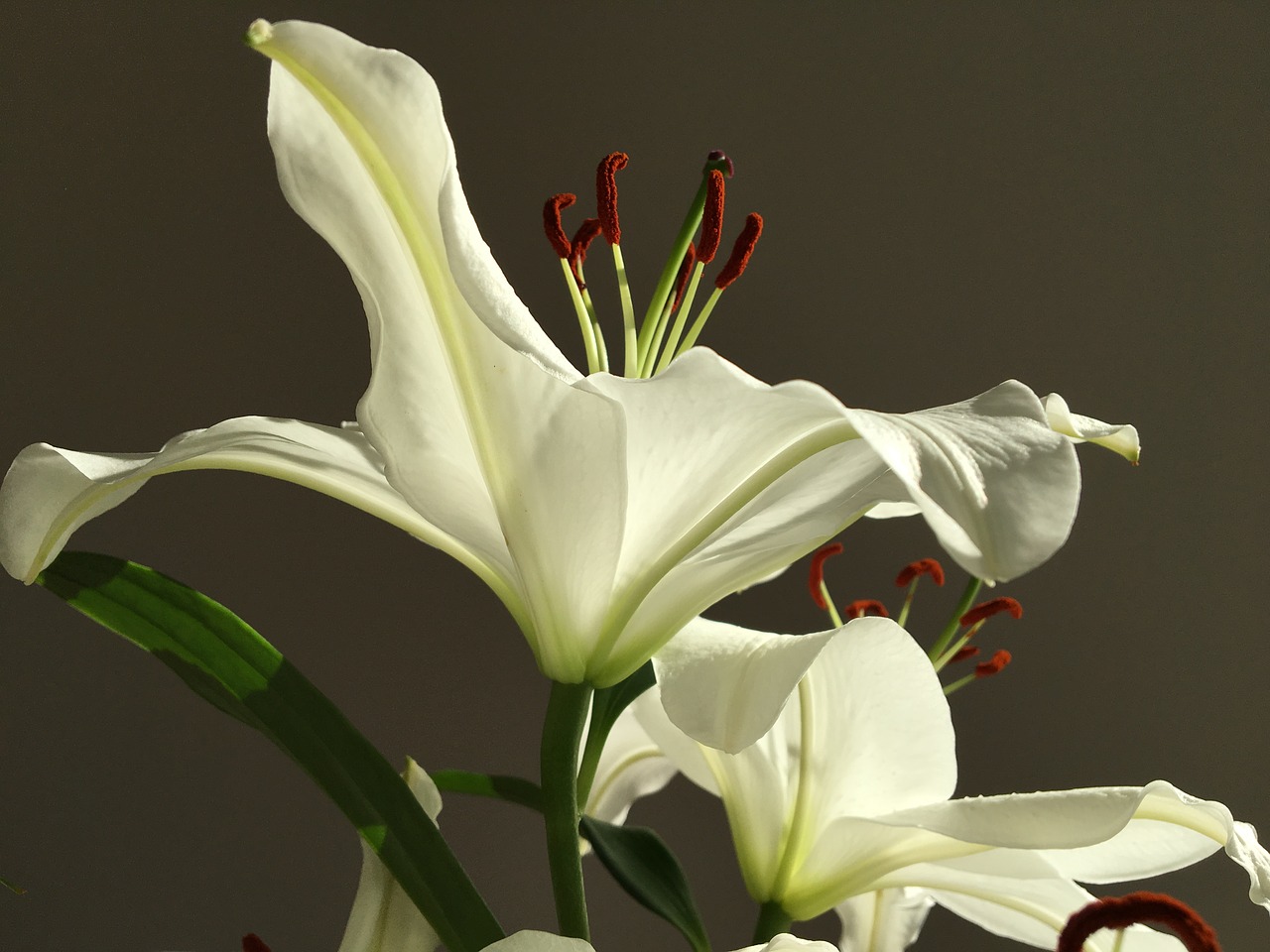 lily  flora  flower free photo