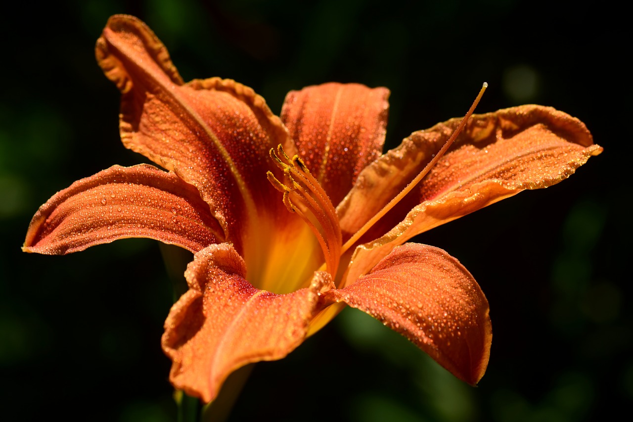 lily  daylily  flower free photo