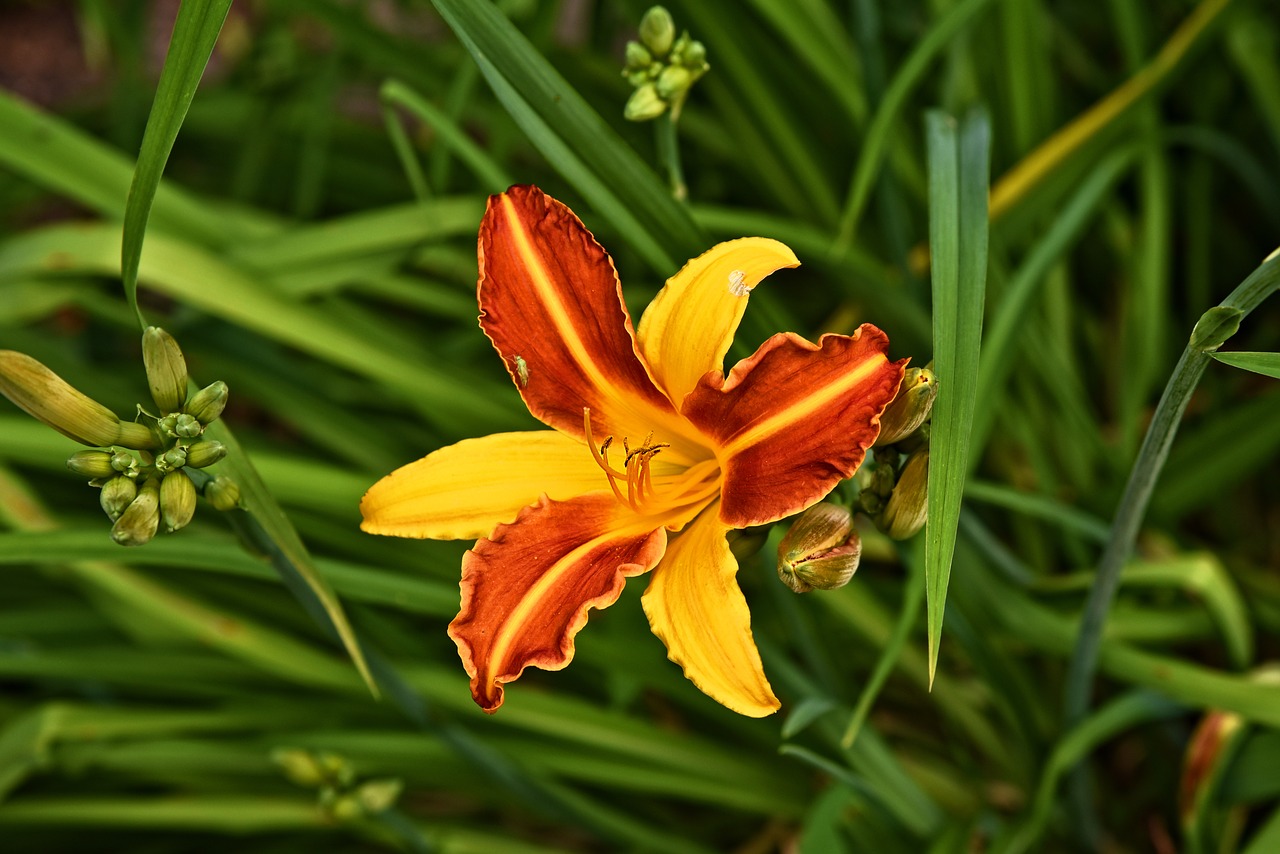 lily  flower  plant free photo