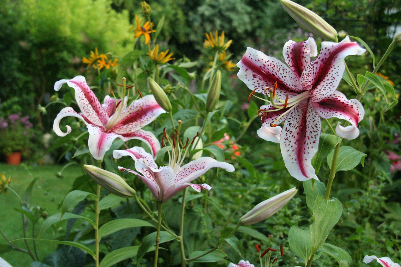 lily  garden  summer free photo