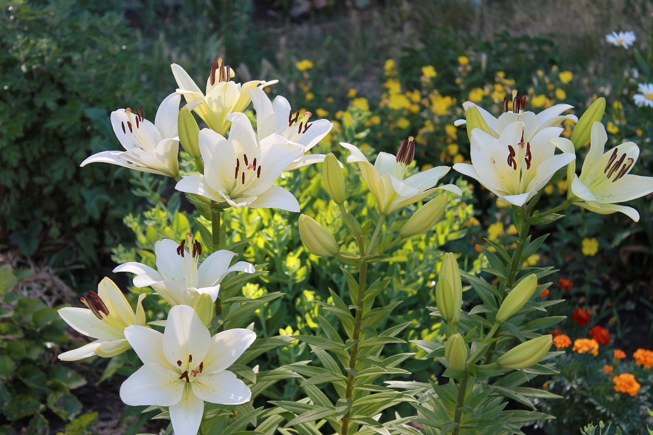 lily  flowers  summer free photo