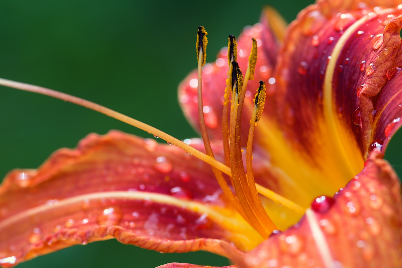 lily  blossom  bloom free photo