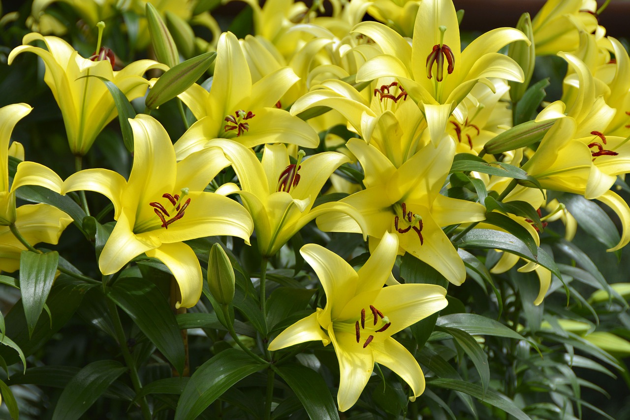 lily  plant  blossom free photo