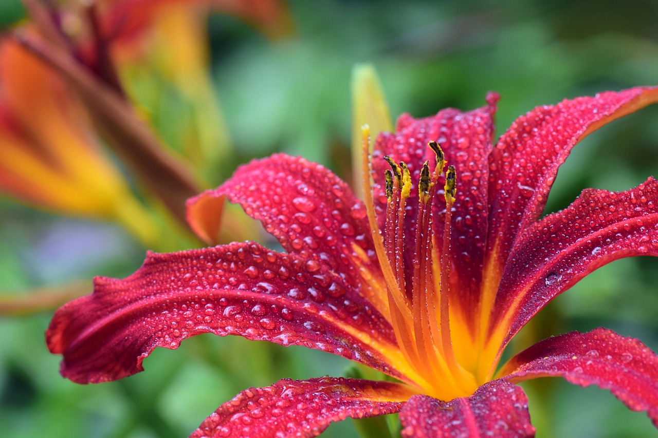 lily  red  blossom free photo