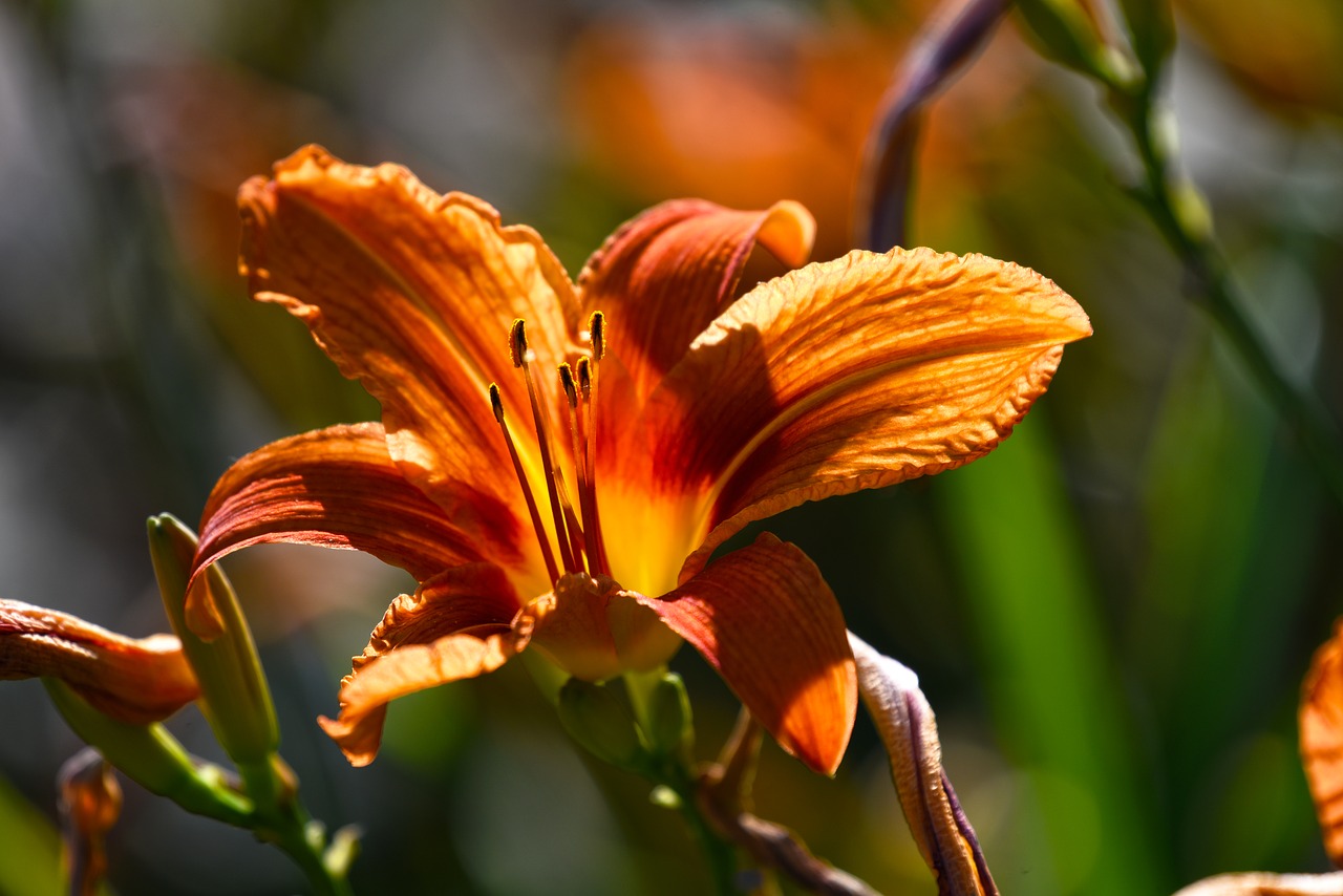 lily  flower  plant free photo