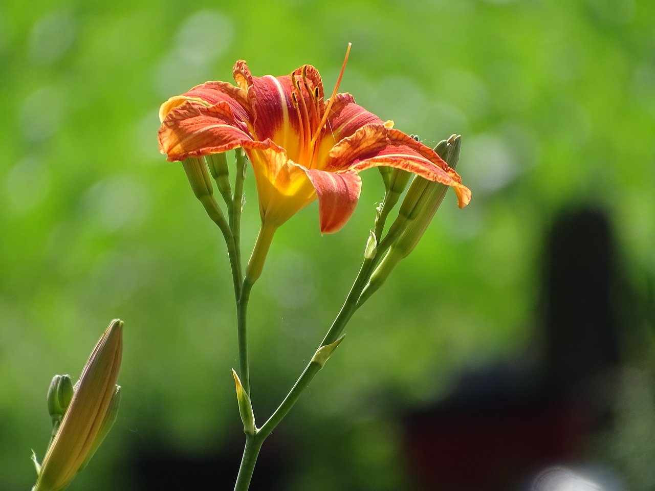 lily  flower  green free photo