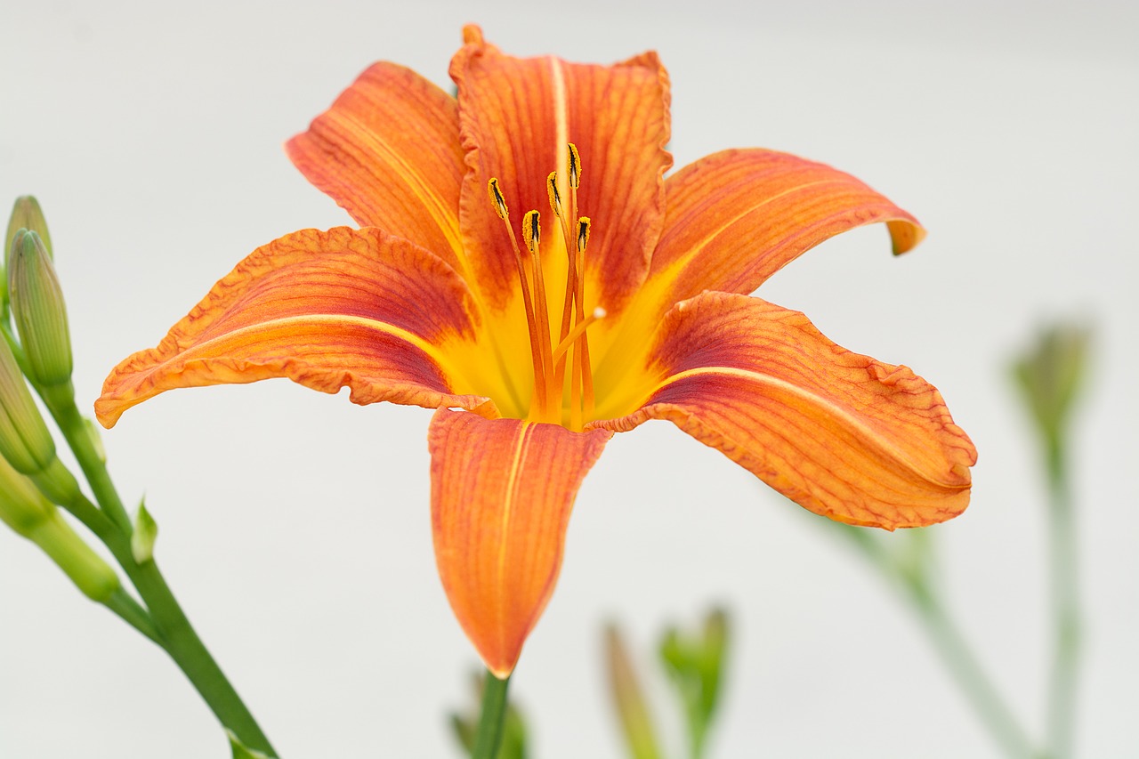 lily  flower  orange free photo