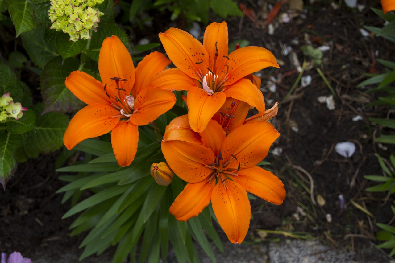 lily  flower  blossom free photo