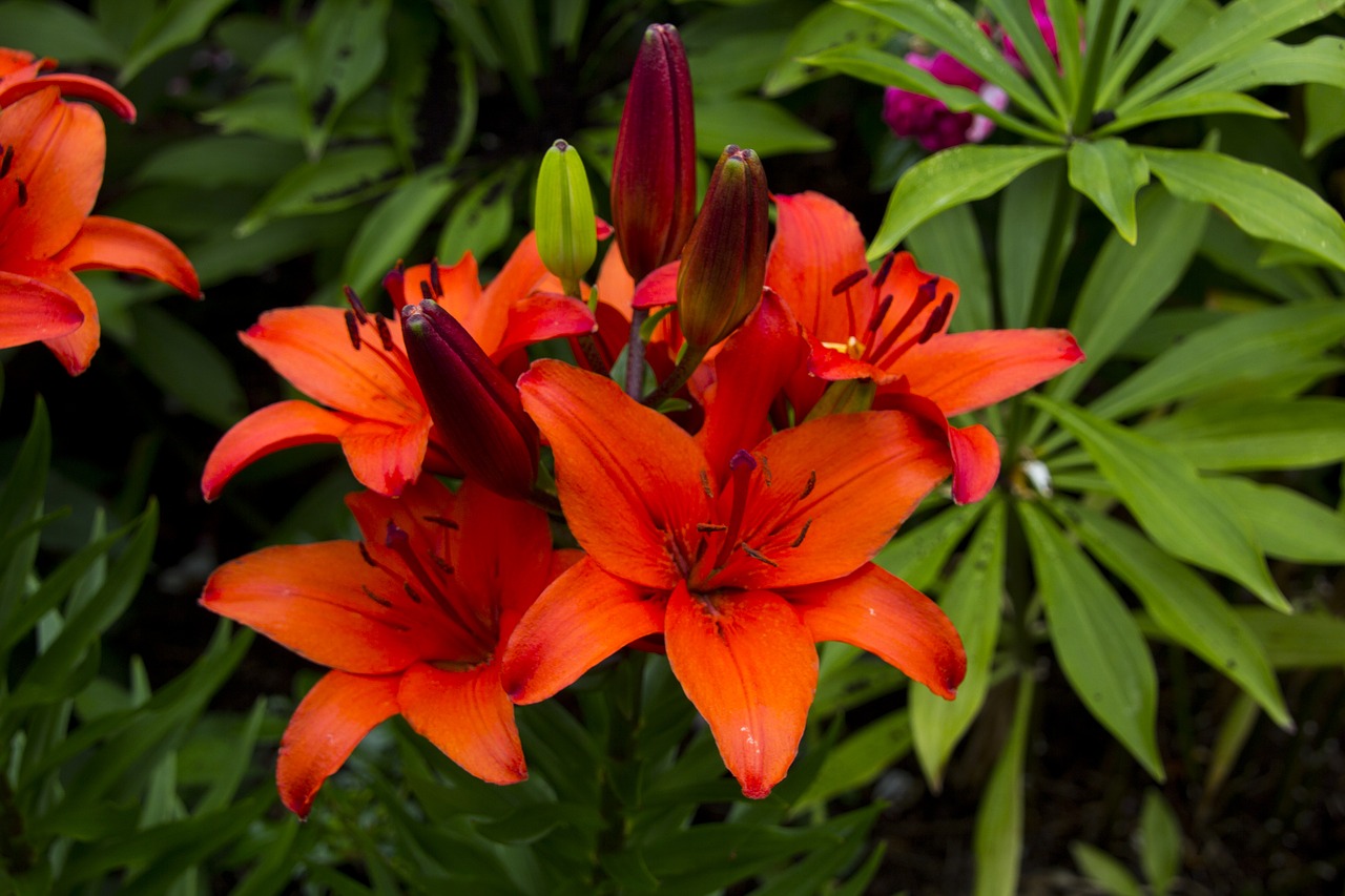 lily  flower  blossom free photo