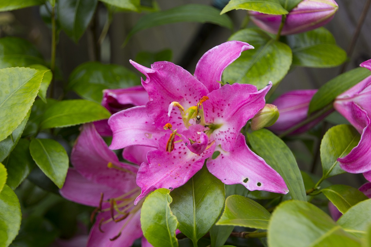 lily  flower  blossom free photo