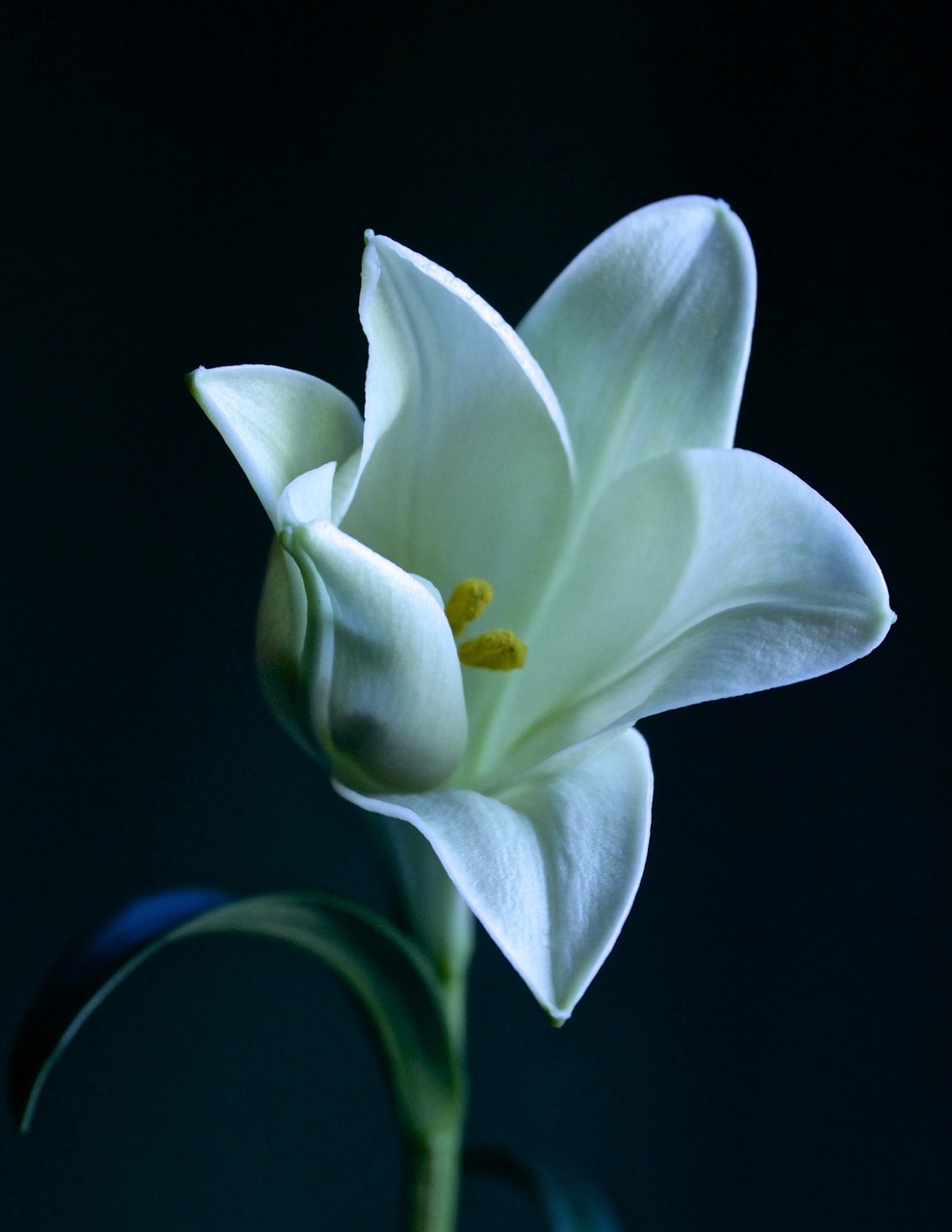 lily  white  bloom free photo