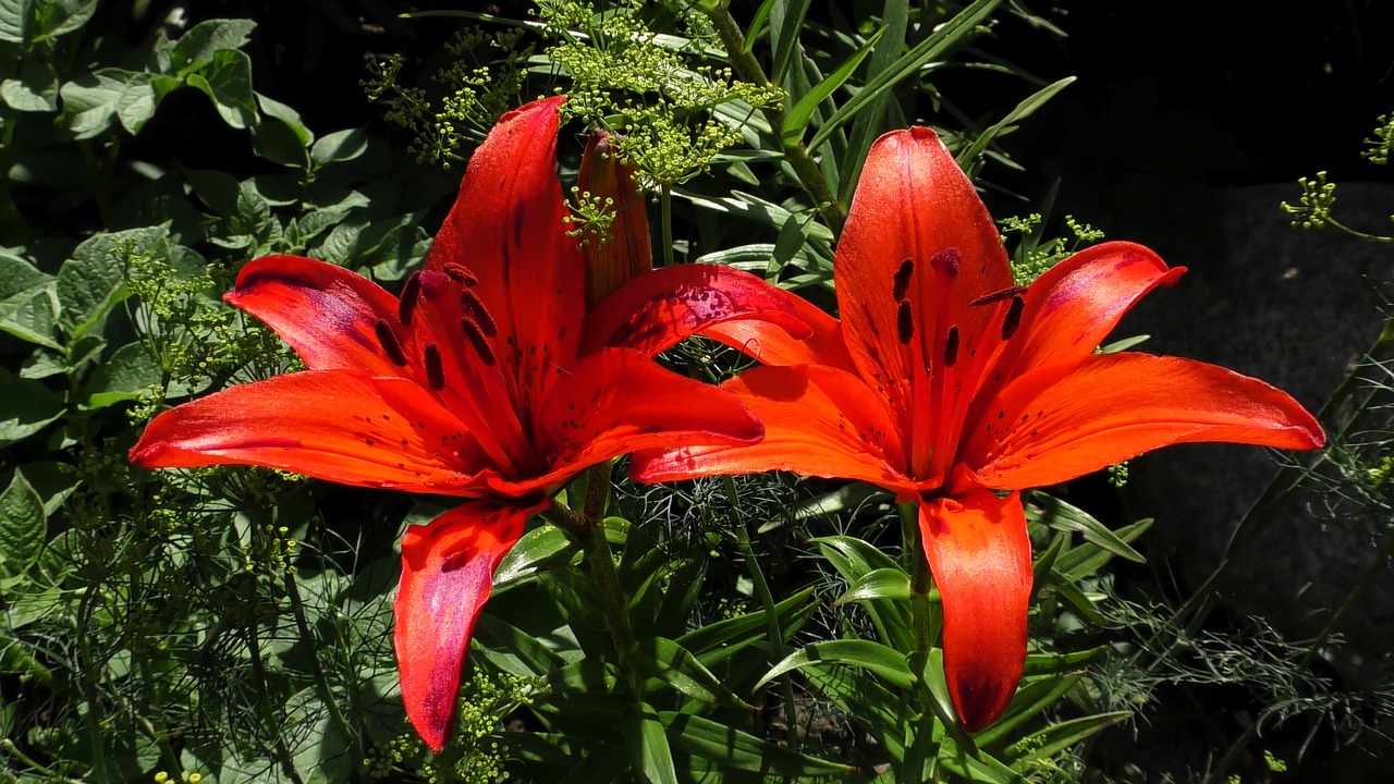 lily  lily red  flower free photo