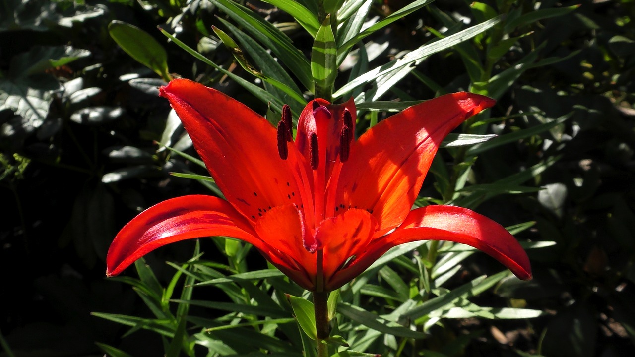 lily  lily red  flower free photo