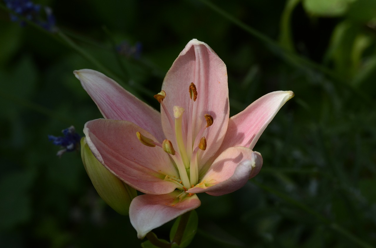 lily  flower  blossom free photo