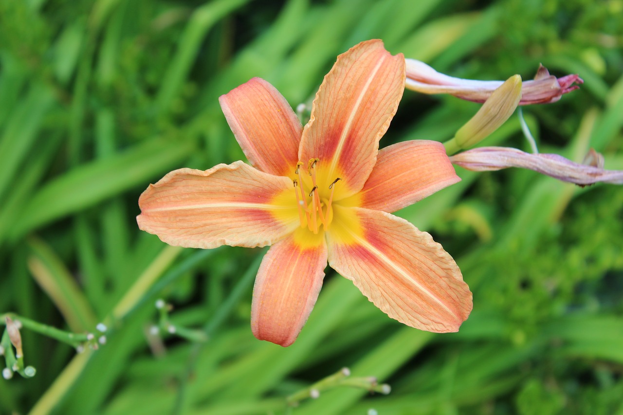 lily  flower  orange free photo