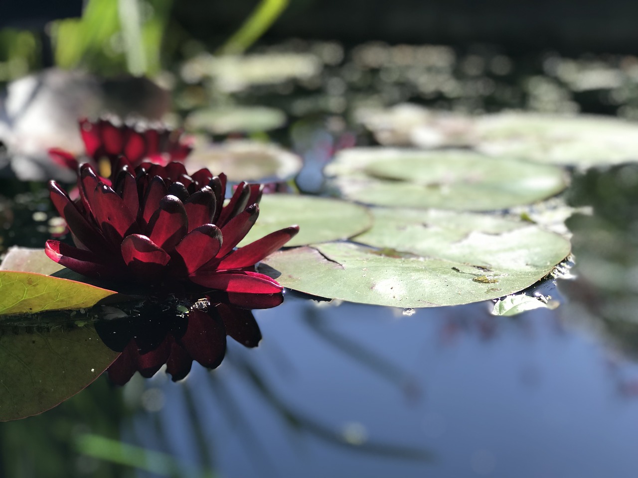 lily  red  pond free photo