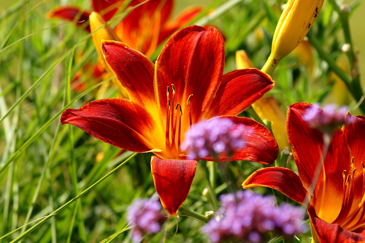 lily  flower  plant free photo